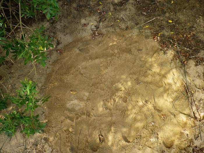 Sébastien Hoeltzener, Disparition